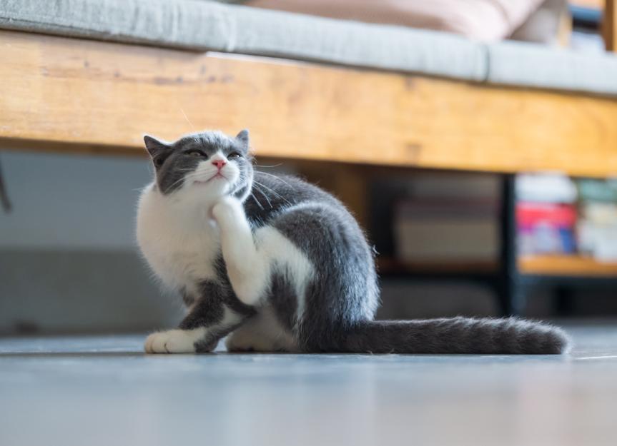 Chiggers on Cats PetMD